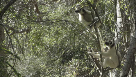 slow-motion-shot-of-two-white-sifakas-Propithecus-verreauxi-in-a-tree,-one-performing-giant-leap-leaving-the-frame