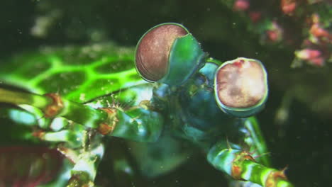 Männliche-Pfauenfangschreckenkrebse-Halb-Versteckt-Unter-Korallenblock