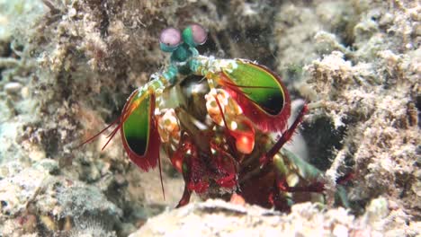 female-peacock-mantis-shrimp-looks-out-of-burrow-on-sandy-bottom,-moves-antennas-and-legs,-hides-again,-close-up-shot-showing-front-body-parts-including-eyes,-antennal-scales-and-raptorial-appendages