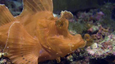 Orange-Rhinopia-Alias-Paddelklappen-Skorpionfisch-Bewegungslos,-Beginnt-Bei-Tageslicht-über-Korallenriff-Zu-Laufen,-Nahaufnahme-Zeigt-Vorderteil,-Seitenansicht