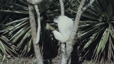 two-white-sifakas-on-a-tree,-one-moving-to-the-next-tree-by-hopping-over-ground-which-resembles-dancing