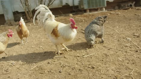 Zeitlupenbauernhofhühner,-Hennen,-Hähne,-Die-Auf-Einem-Bauernhof-Füttern