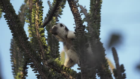 sifaka-verreauxi-foraging-in-an-octopus-cactus-with-blue-sky-in-background