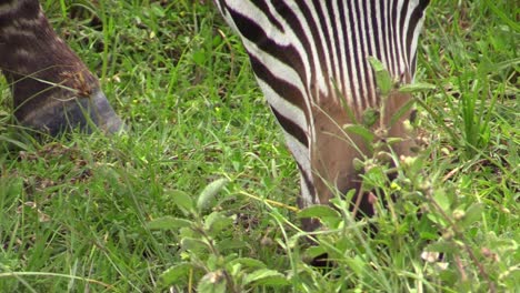 zebra-grazing,-close-up-pan-from-eyes-towards-lips,-green-grass-in-background