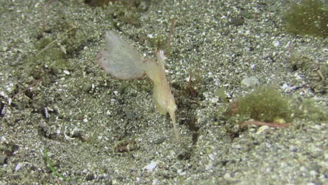 robust-ghost-pipefish-of-pale,-almost-translucent-color-hovering-over-sandy-bottom,-medium-shot-during-day