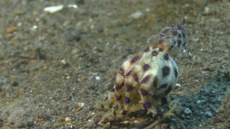 pregnant-female-blue-ringed-octopus-walking-over-sandy-bottom,-arms-trying-to-protect-eggs,-close-up-shot-from-behind