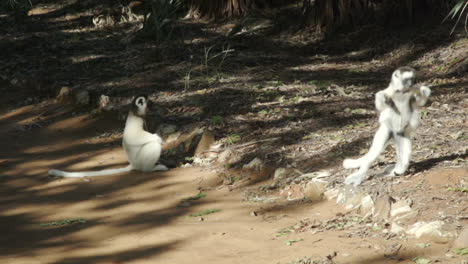 two-verreaux's-sifakas-resting-on-ground