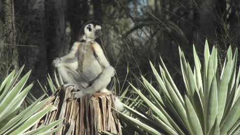 sifaka-verreaux-sitting-on-a-tree-stump-in-yoga-posture-surrounded-by-sisal-plants-and-some-trees-in-background