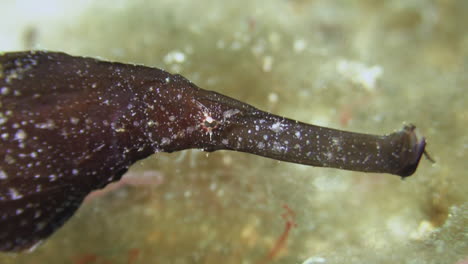 robust-ghost-pipefish-of-brownish-color,-close-up-of-face-details:-rotating-eye,-long-snout-with-lid-and-gills