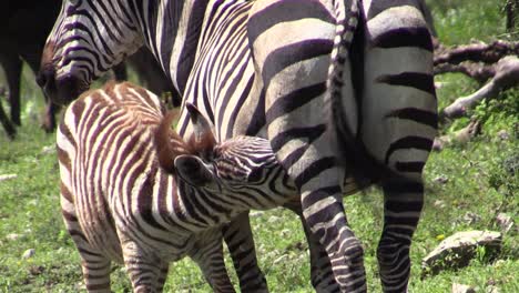 zebra-mother-suckles-her-cub-in-green-African-savannah-,-medium-to-close-up-shot-of-baby-zebra-drinking