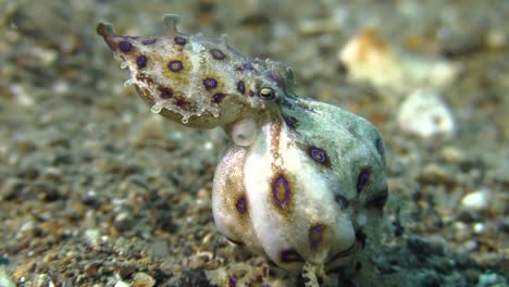 pregnant-female-blue-ringed-octopus-with-eggs-on-sandy-bottom,-close-up-side-view