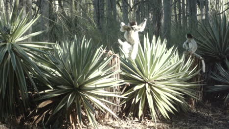 Slow-motion-shot-of-verreaux's-sifaka-descending-from-a-tree-trunk-and-starting-to-dance
