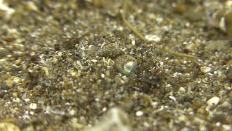 orange-bobtail-squid-digging-in-using-arms-to-cover-itself-with-sand,-close-up-shot-from-behind