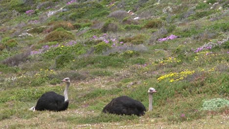 two-male-ostriches-resting-one-behind-the-other-in-green-fynbos-landscape-with-some-flowers