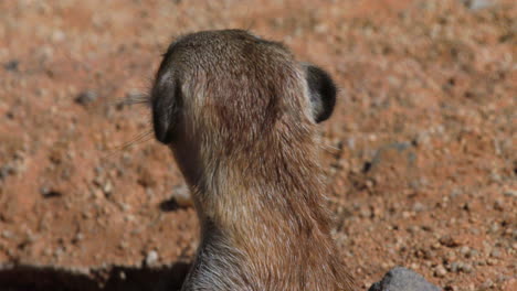 meerkat-sniffs-and-moves-head-in-various-directions-while-another-meerkat-leaves-the-burrow,-close-up-shot