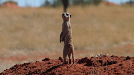 Meerkat-on-sentry-on-a-red-sandy-hill