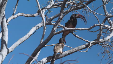 Zwei-Rotschnabelige-Damara-Nashornvögel-Auf-Einem-Blattlosen-Baum-Mit-Blauem-Himmel-Im-Hintergrund,-Mittlerer-Schuss