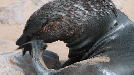 cape-fur-seal-scratches-its-head-using-front-leg-flipper,-side-view-medium-shot-on-sandy-beach
