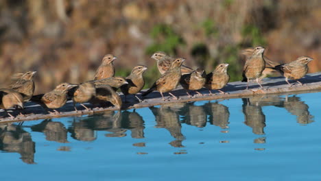 a-flock-of-fawn-colored-larks-tightly-packed-at-the-rim-of-a-swimming-pool-drinking-during-morning-light