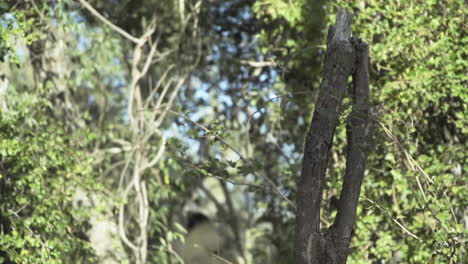 white-sifaka-performing-a-triple-leap-from-one-tree-to-another-tree-in-a-distance,-light-slow-motion-shot