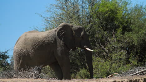 Desert-adapted-African-elephant-bull-in-a-dry-riverbed-walking-left-to-right-and-passing-some-trees-and-bushes