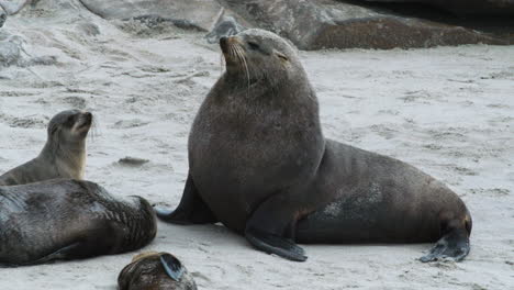 impressive-male-cape-fur-seal-on-sandy-beach-with-some-females-around,-medium-shot
