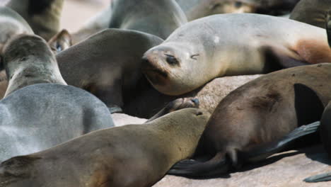group-of-cape-fur-seals-resting-on-rocky-beach,-medium-to-close-up-shot,-two-seal-rubbing-noses-together