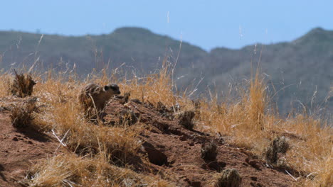 Meerkat-sits-on-a-sandy-hill-with-some-dry-gras,-stands-up-on-hind-legs-and-sits-down-again,-mountain-range-and-blue-sky-in-background