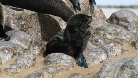 cape-fur-seal-pup-on-rocky-beach-scratches-head-using-hind-flipper,-medium-shot-during-sunny-day