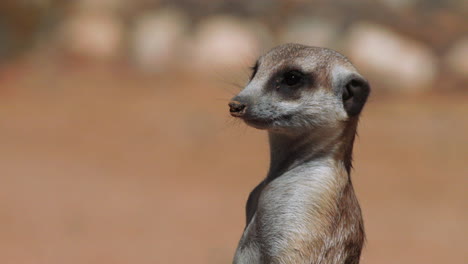portrait-of-meerkat-standing-upright-with-sand-and-some-stone-in-background