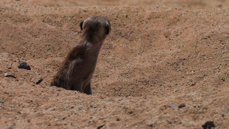 meerkat-watches-out-of-its-burrow,-another-meerkat-emerges-right-beside,-both-turn-heads-and-scan-surroundings