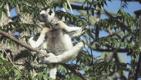 two-white-sifakas-on-a-branch-of-a-tree,-one-performing-a-short-leap,-medium-shot