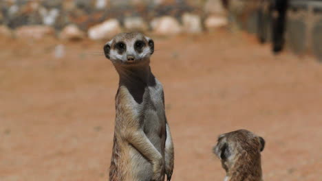 two-meerkats-stand-upright-and-turn-their-heads,-one-sits-down,-red-sand-and-some-pebbles-in-background,-medium-to-close-up-shot