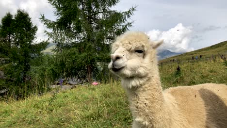 White-alpaca-attacked-by-fly-and-chewing-on-top-of-a-mountain