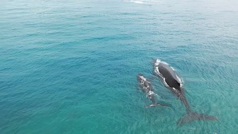 Cook-Islands---Rarotonga-Whale-Watching-12