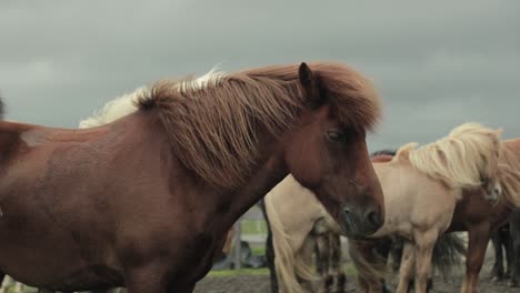 Horse's-mane-blows-in-the-wind-in-Iceland