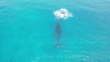 Cook-Islands---Rarotonga-Whale-Watching-8
