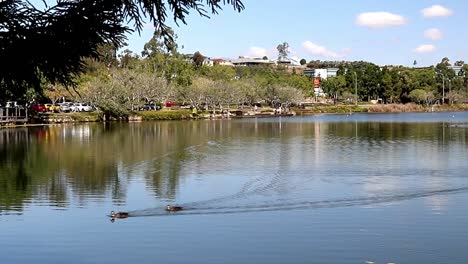 Un-Par-De-Patos-Nadando-En-Un-Hermoso-Lago-En-Australia