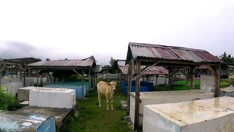 Cow-in-the-Cemetery-in-the-Philippines