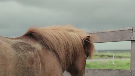 Horse-shakes-its-head-in-Iceland