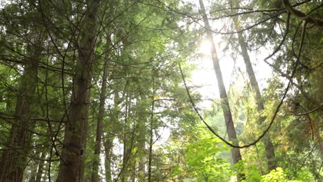 Mittlerer-Schuss-Von-Bäumen-In-Einem-Sonnigen-Wald-Mit-Einem-Linseneffekt-In-4k