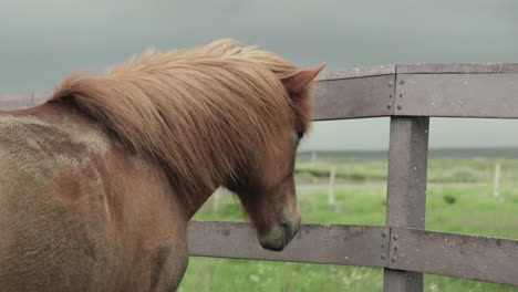 Horse-licks-a-fence-as-its-mane-blows-in-the-wind-in-Iceland