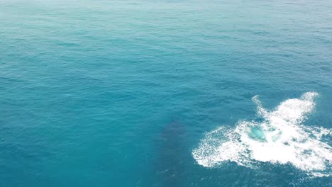 Cook-Islands---Rarotonga-Whale-Watching-10