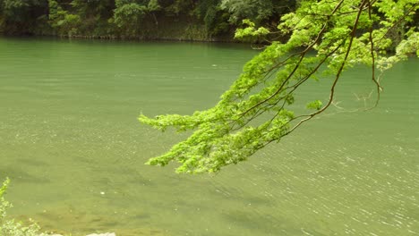 Shot-of-a-tree-branch-hanging-over-a-river-in-Kyoto,-Japan-4K-summer