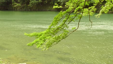 Shot-of-a-tree-branch-hanging-over-a-river-in-Kyoto,-Japan-4K-slow-motion-summer