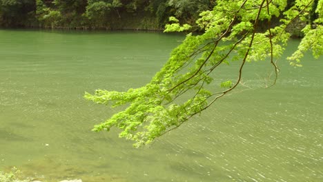 Toma-De-Una-Rama-De-árbol-Colgando-Sobre-Un-Río-En-Kyoto,-Japón-4k-Verano