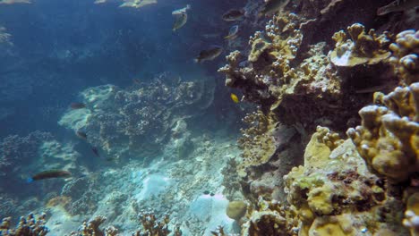 Bunte-Fische-Schwimmen-In-Der-Nähe-Eines-Korallenriffs-Mit-Sonnenreflexionen-Im-Wasser