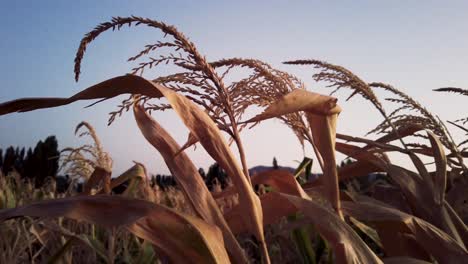 Nahaufnahme-Von-Blättern-Und-Ähren-Eines-Trockenen-Mais---Weizen,-Der-Im-Wind-Weht