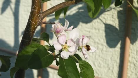 Honey-bee-flying-to-an-apple-tree-blossom-collecting-pollen-in-a-bee-friendly-garden---Close-up