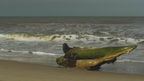 Moldy-wooden-log-on-a-sand-beach-hit-by-waves